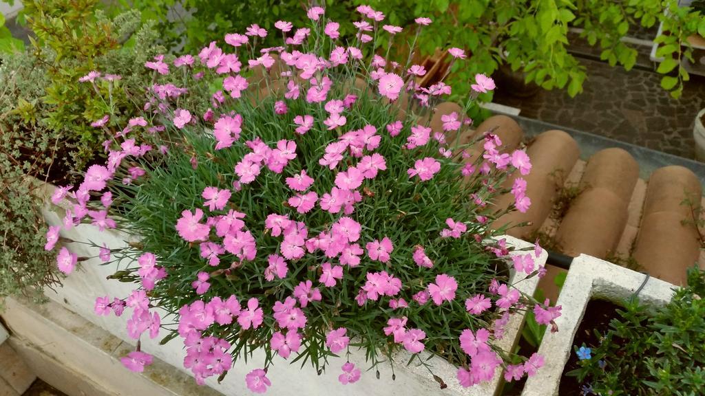 Affittacamere Volusia House روما المظهر الخارجي الصورة